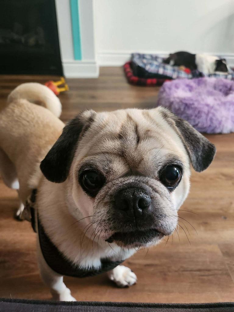 Enlarge Frank, a Adoptable Pug in Toronto, ON image 2/4