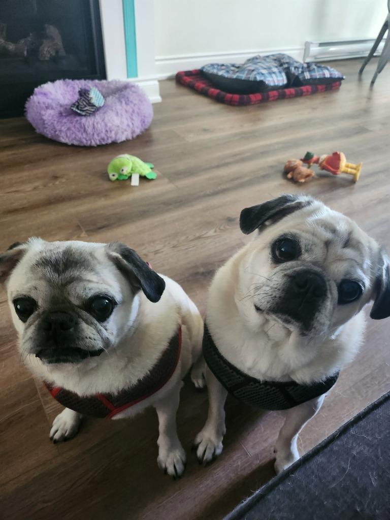 Enlarge Frank, a Adoptable Pug in Toronto, ON image 3/4