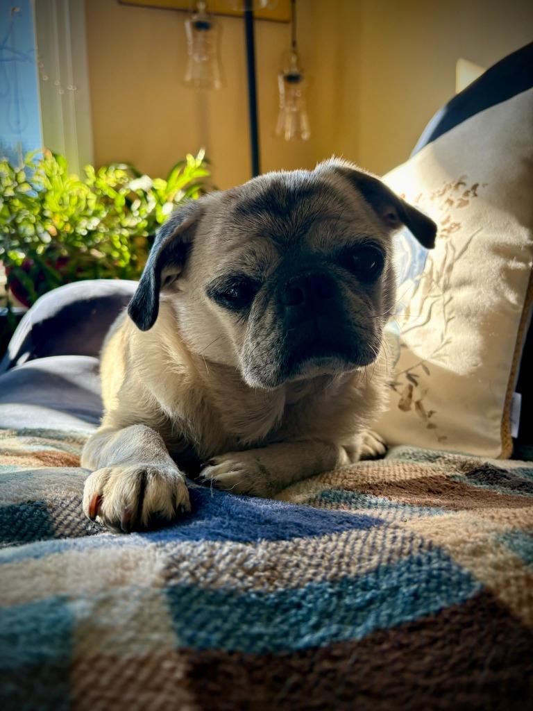 Enlarge Frank, a Adoptable Pug in Toronto, ON image 5/6