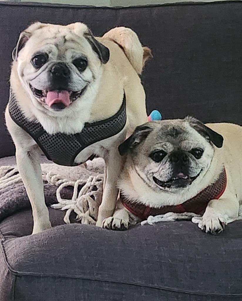 Enlarge Frank, a Adoptable Pug in Toronto, ON image 4/4