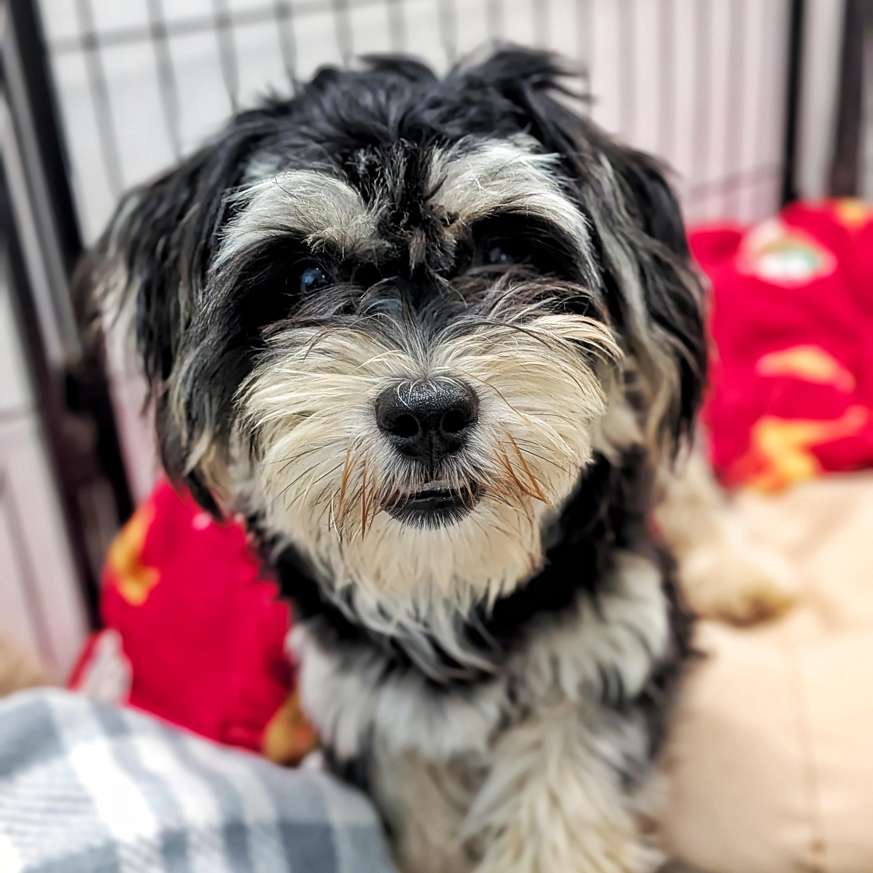 Vinny, adopted, Adult Male Havanese.