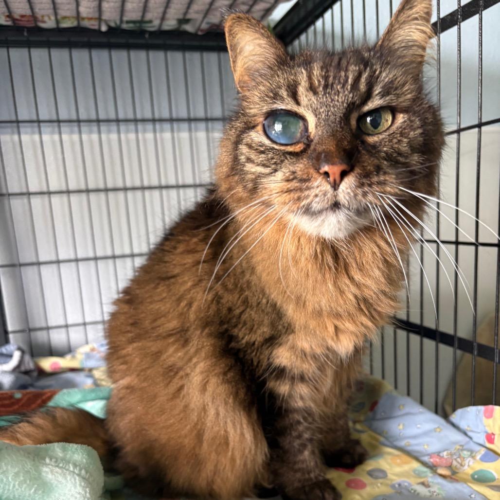 Enlarge Gidget, a ADOPTABLE Domestic Long Hair in Crookston, MN image 1/1