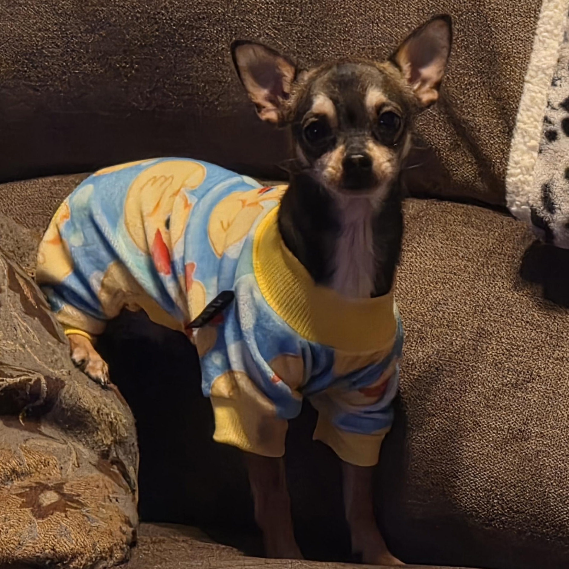 Kye, an adopted Chihuahua in Clovis, CA image 2/6