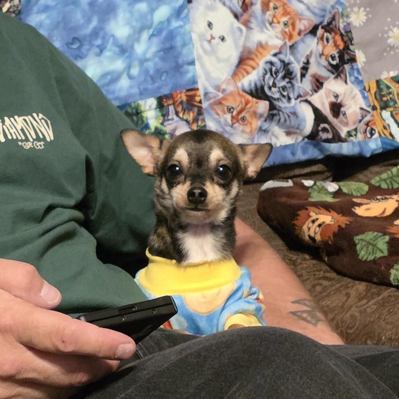 Kye, an adopted Chihuahua in Clovis, CA image 6/6