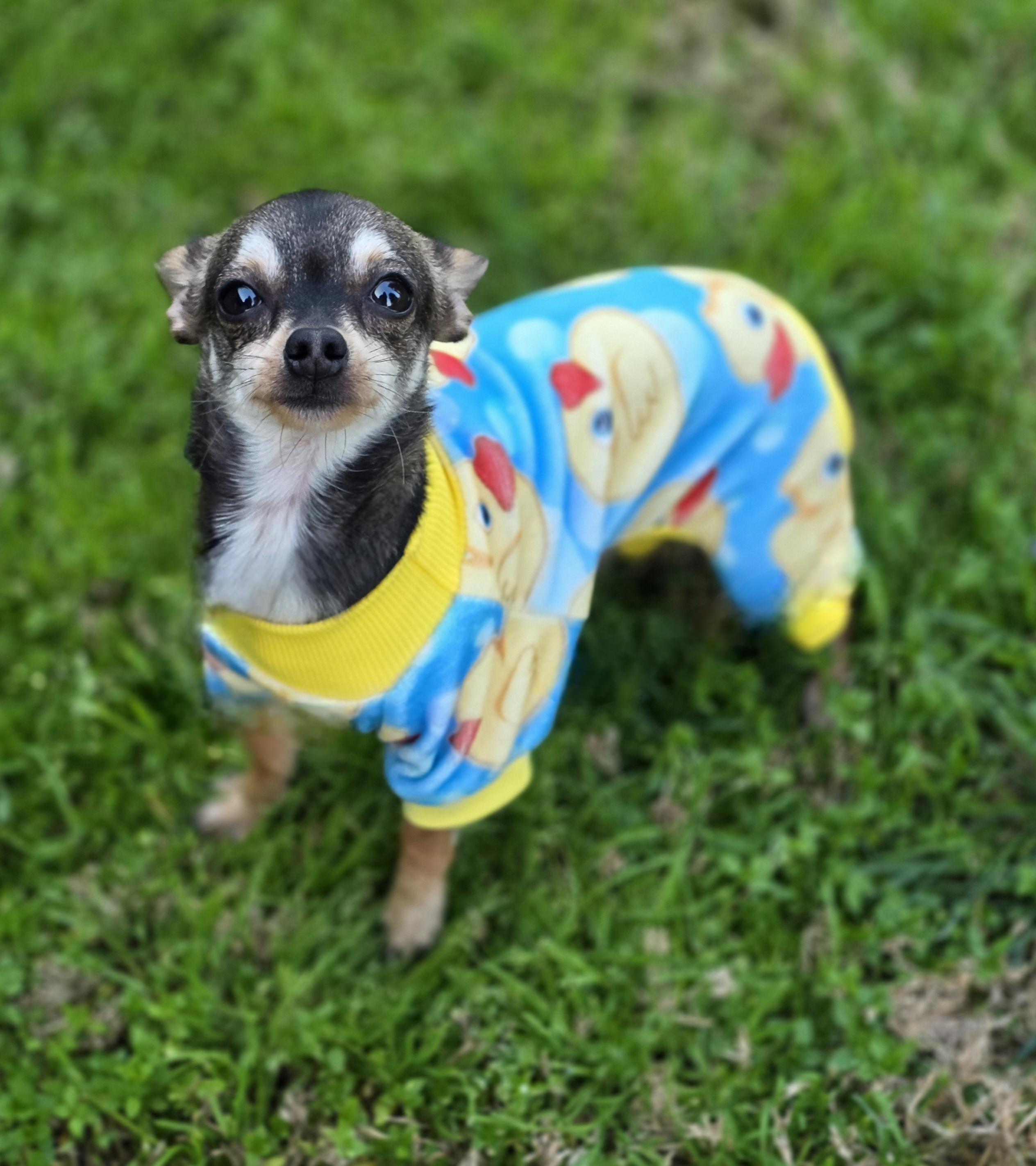 Kye, an adopted Chihuahua in Clovis, CA image 3/6