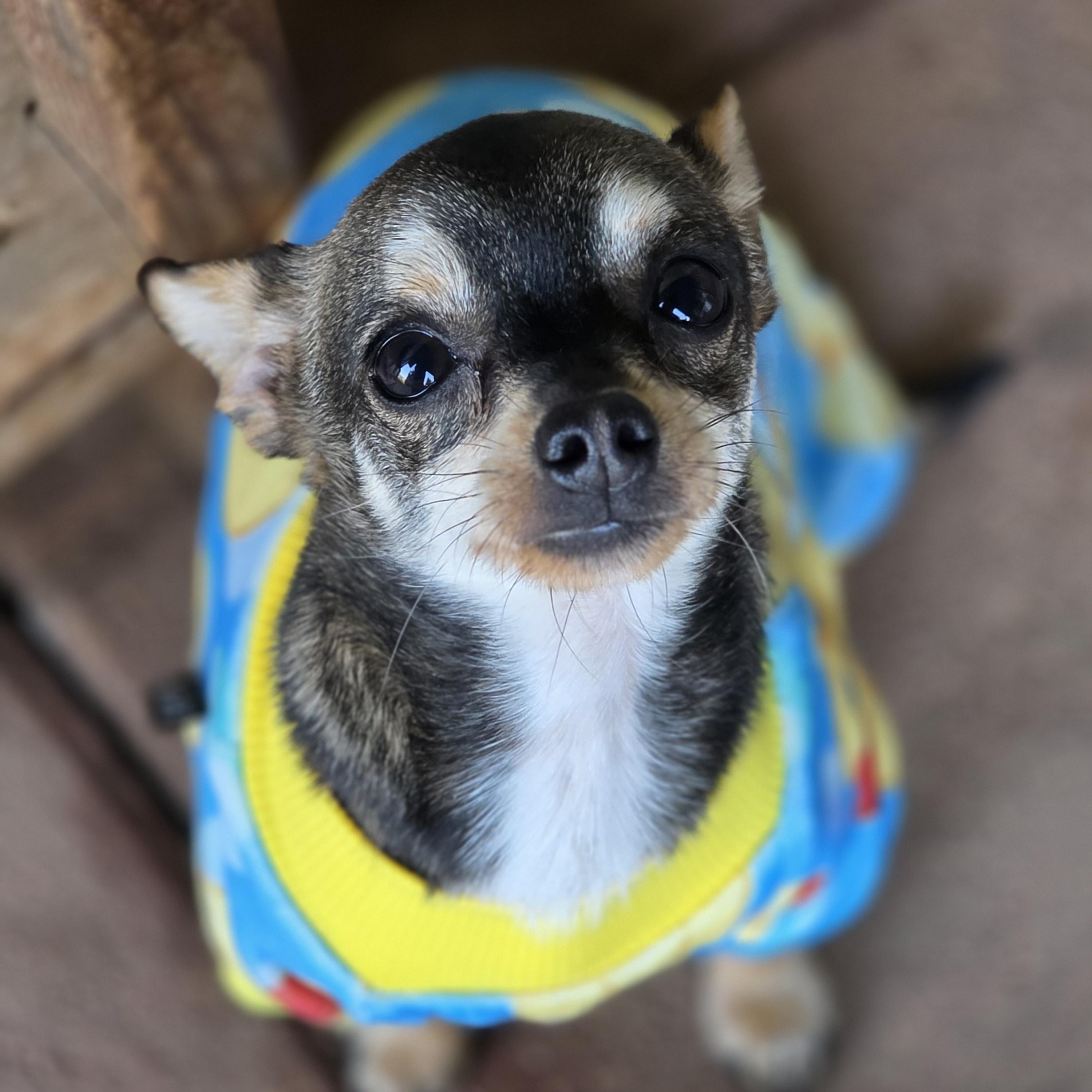 Kye, adopted, Young Male Chihuahua.