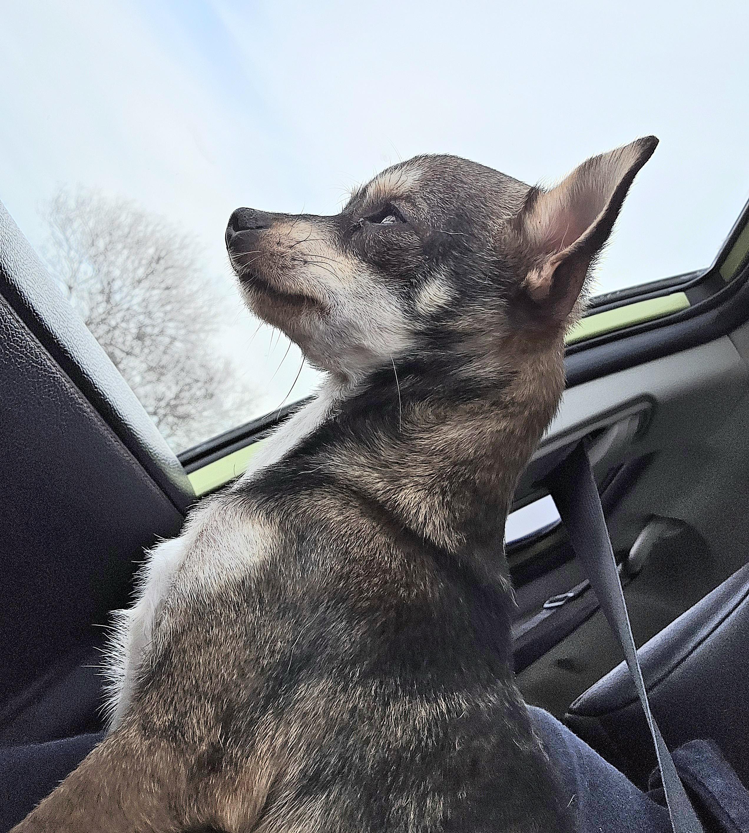 Kye, an adopted Chihuahua in Clovis, CA image 4/6