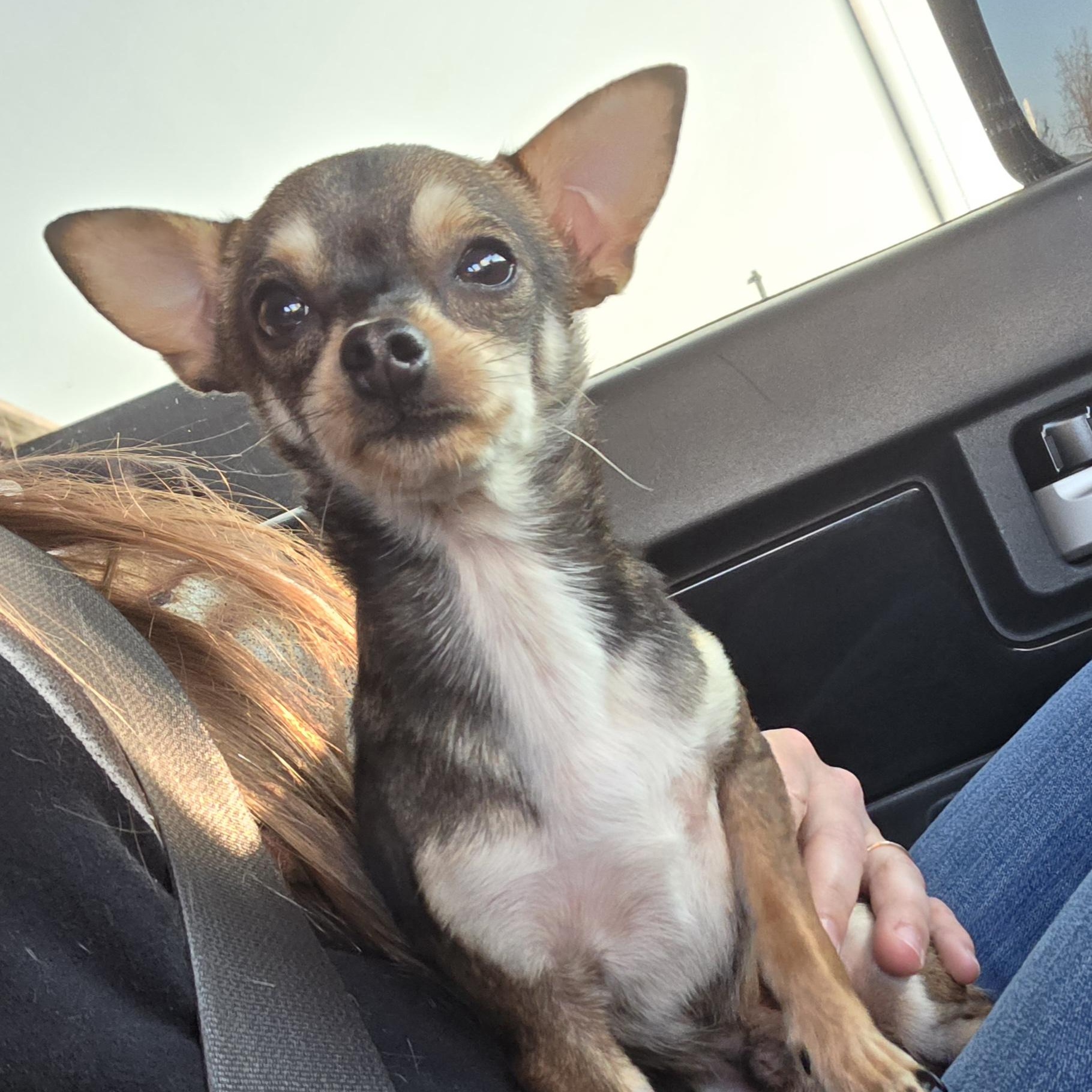 Kye, an adopted Chihuahua in Clovis, CA image 5/6
