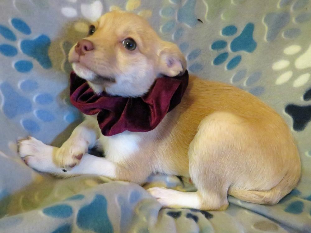 Enlarge Winter, a Adoptable mixed breed in Crown Point, IN image 3/6