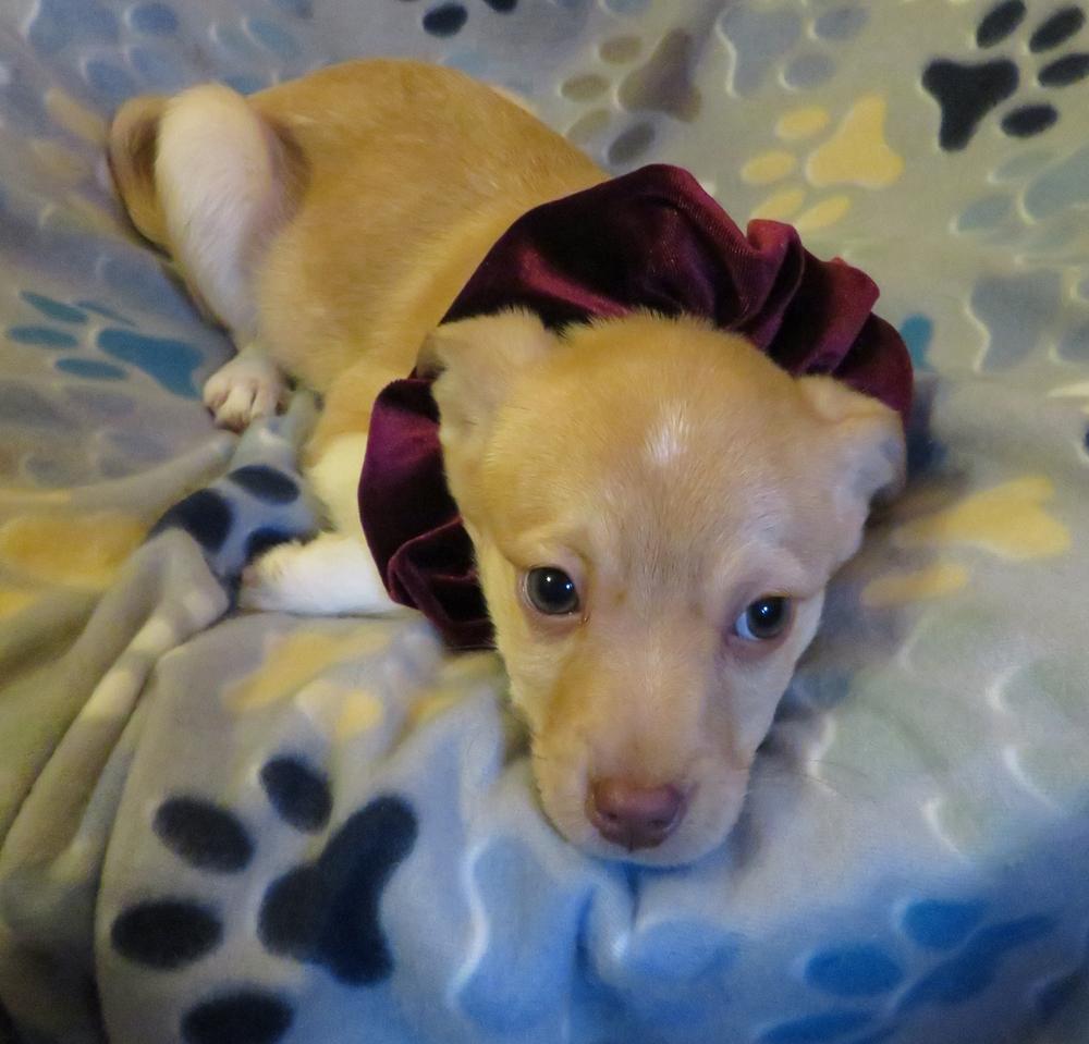 Enlarge Winter, a Adoptable mixed breed in Crown Point, IN image 6/6