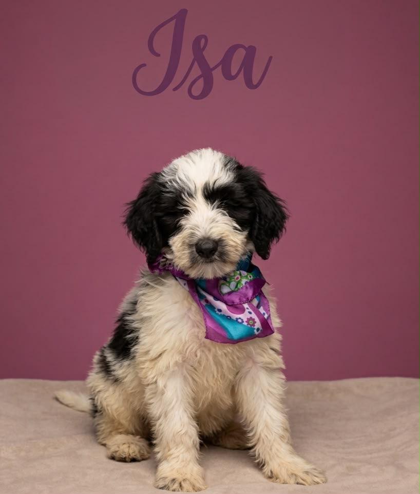 Isa, Adoptable, Young Female Sheepadoodle.