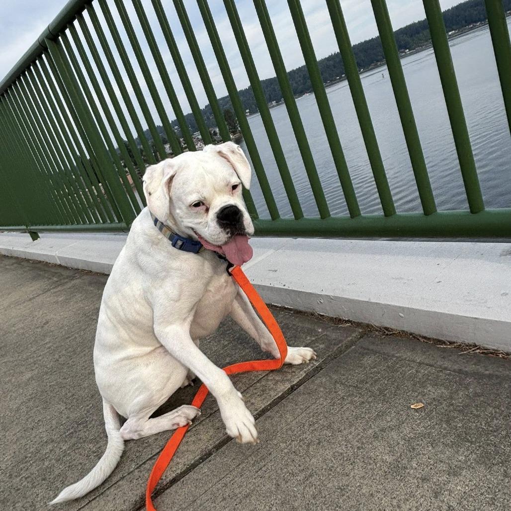 Odie, Adoptable, Senior Male Boxer.