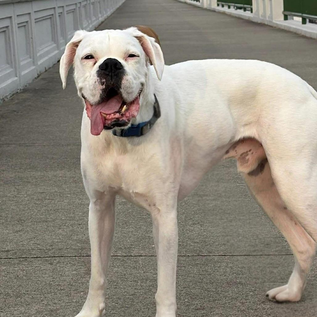 Enlarge Odie, a Adoptable Boxer in McMinnville, OR image 2/3
