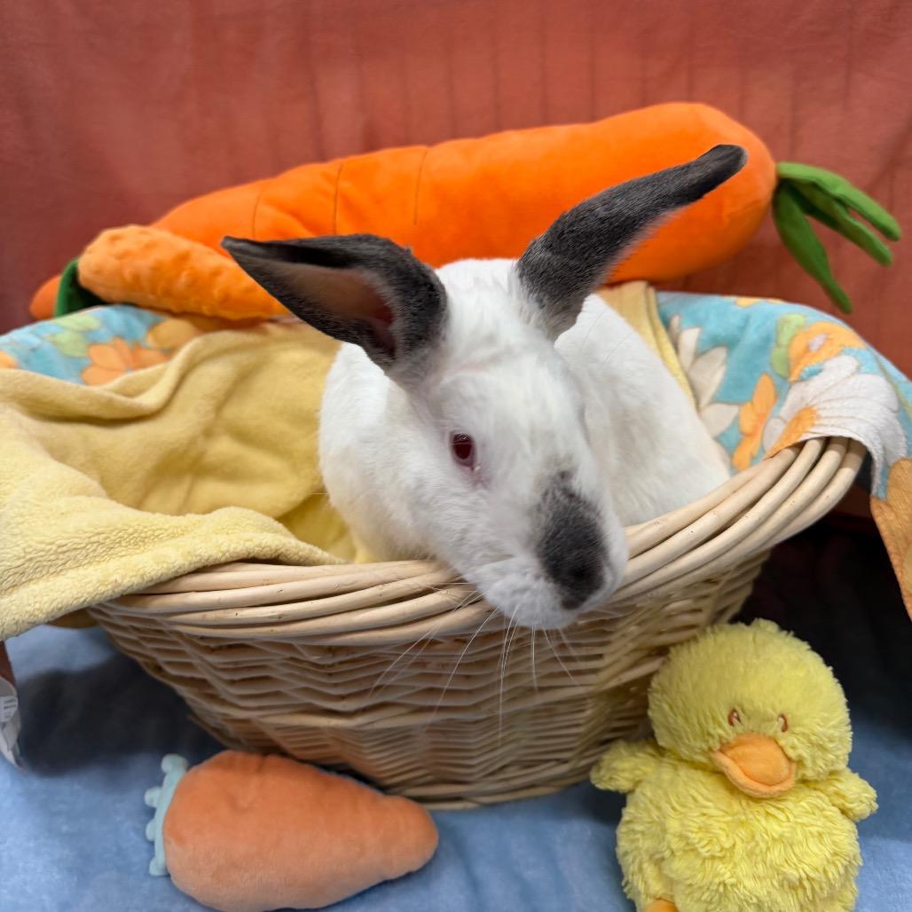 Poquito, Adoptable, Adult Male American & American.