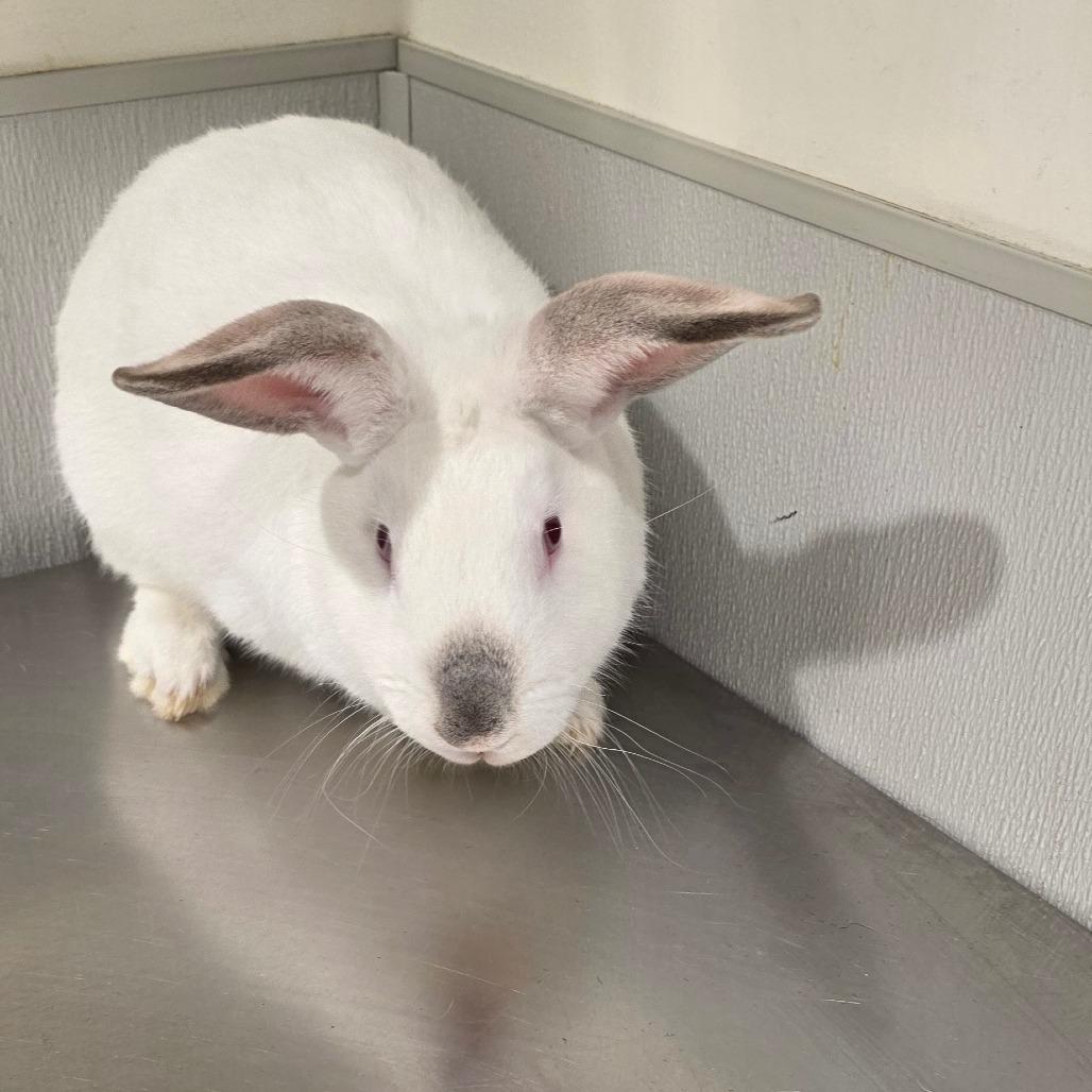 Enlarge Poquito, a Adoptable mixed breed in Clearwater, FL image 2/3