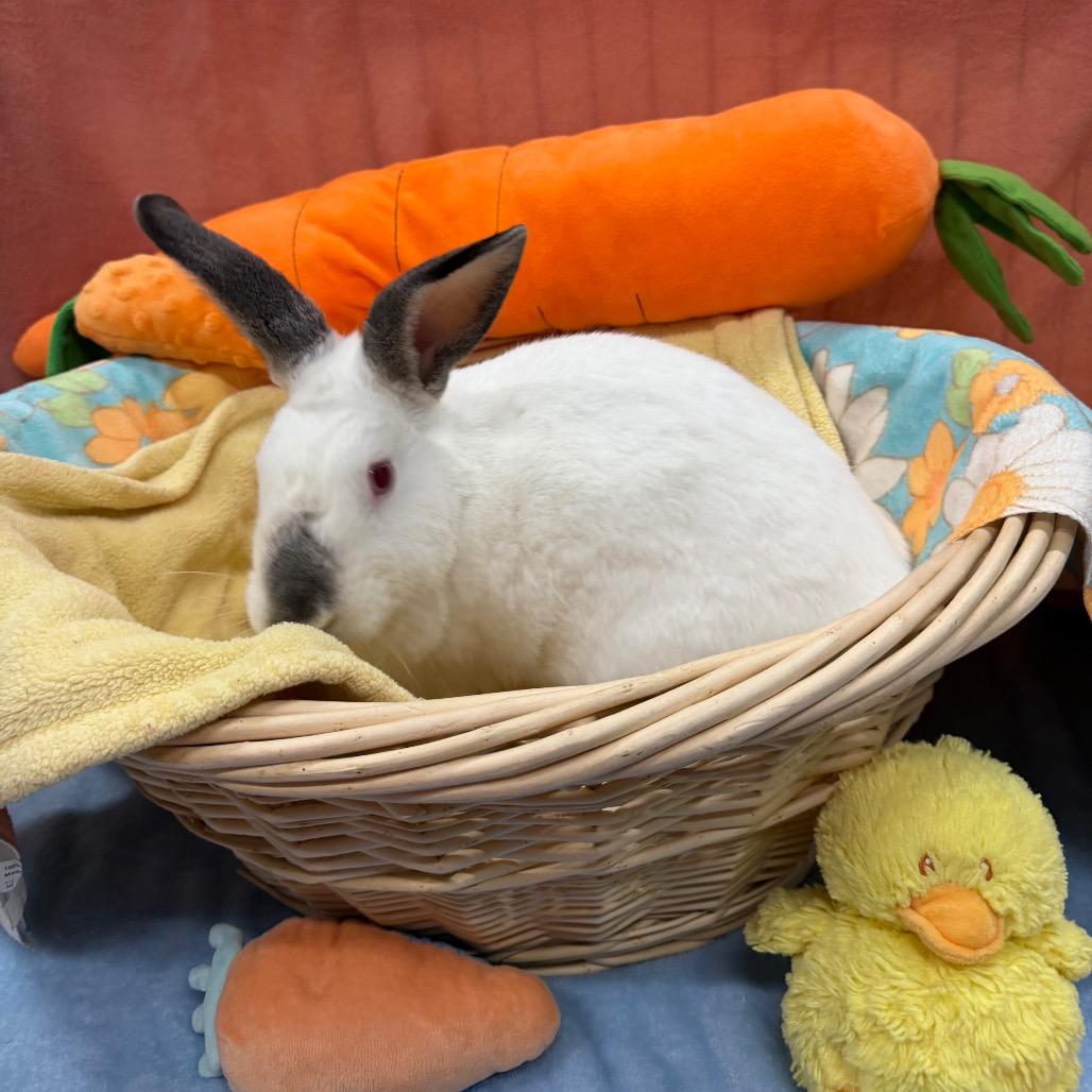 Enlarge Poquito, a Adoptable mixed breed in Clearwater, FL image 3/3