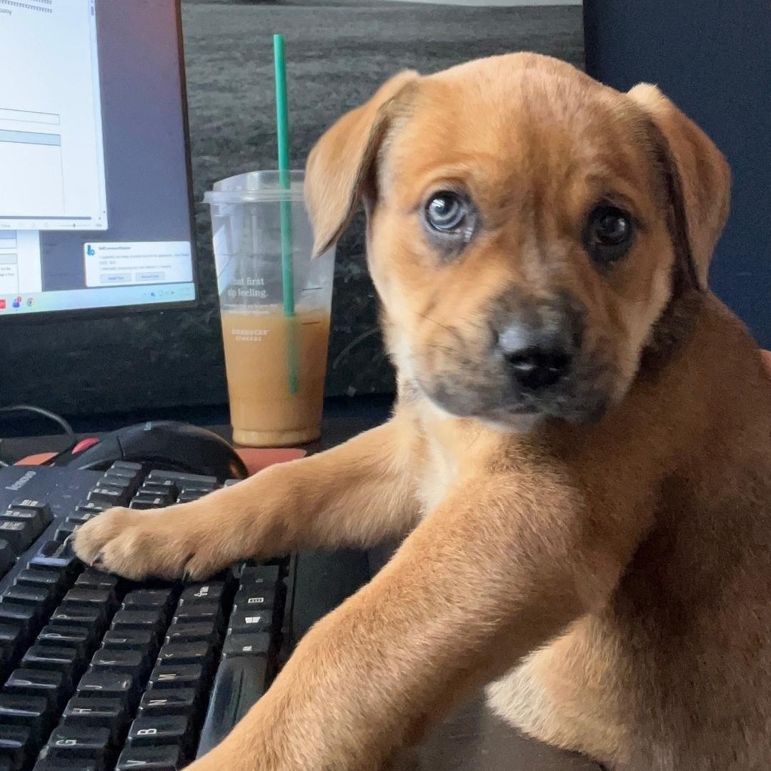 Enlarge Ripley, a Adoptable mixed breed in Colonial Heights, VA image 1/1