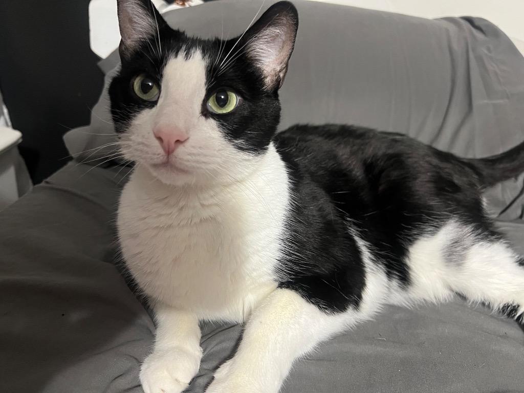 Enlarge Rocky Road, a Adoptable Domestic Short Hair in Sorrento, LA image 1/1