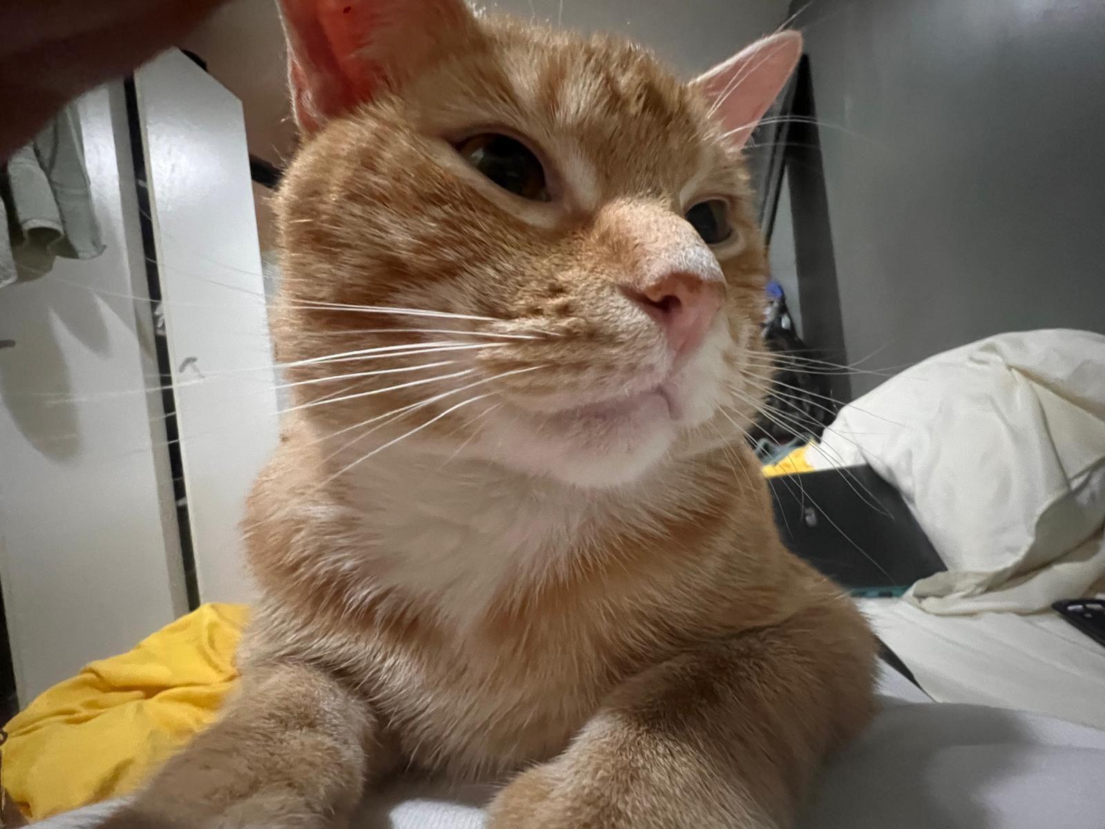 Enlarge Benito, a Adoptable American Shorthair in Weehawken, NJ image 3/5