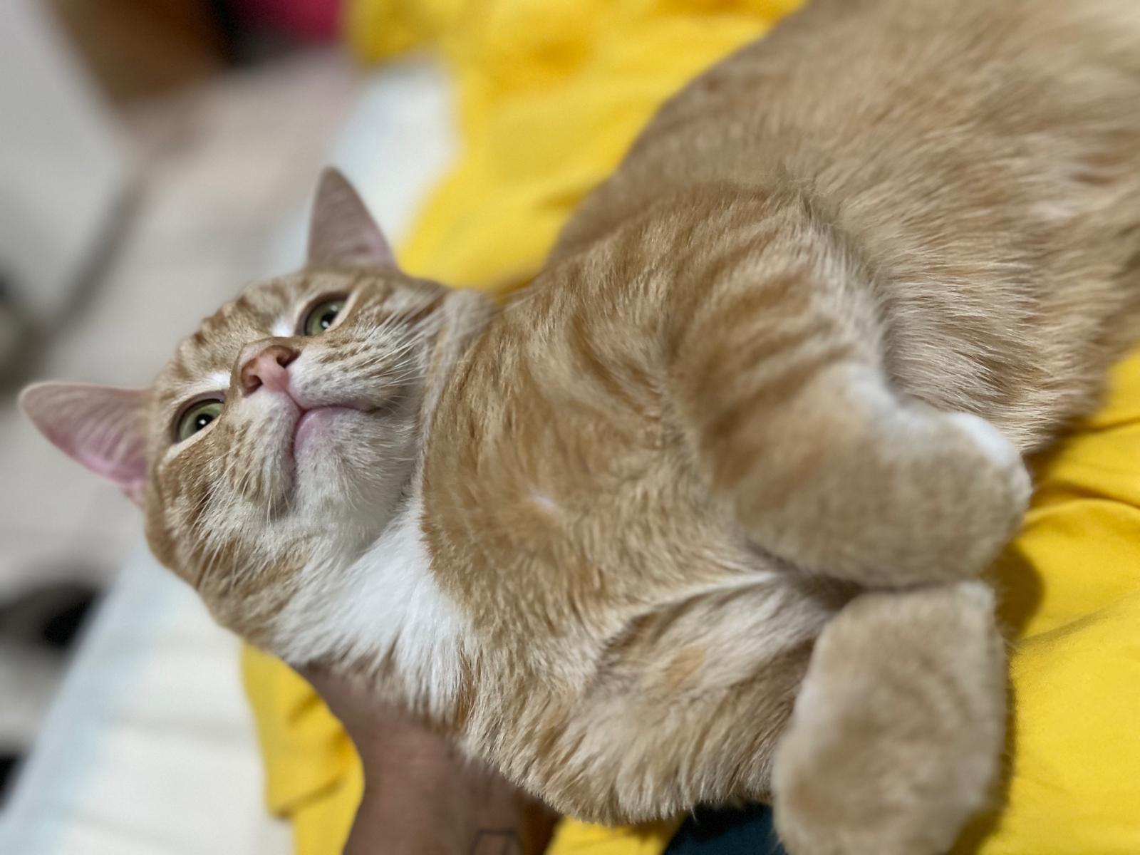 Enlarge Benito, a Adoptable American Shorthair in Weehawken, NJ image 2/5