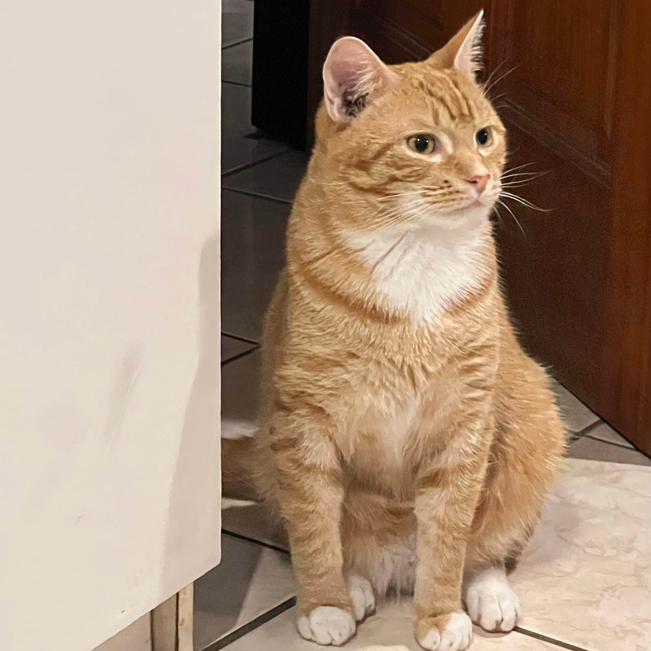 Enlarge Benito, a Adoptable American Shorthair in Weehawken, NJ image 1/5