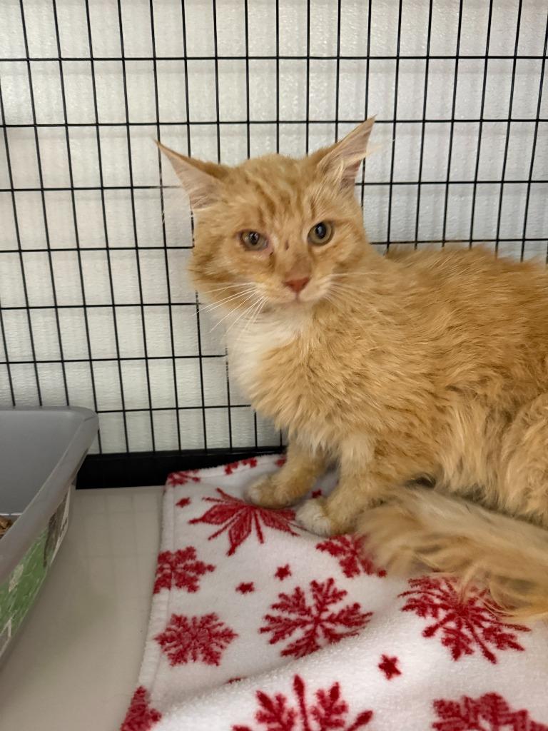Artemis, Adoptable, Adult Male Domestic Short Hair.
