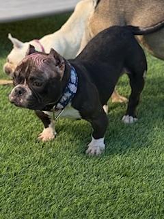 Tootsie, Adoptable, Adult Female English Bulldog & American Bulldog.