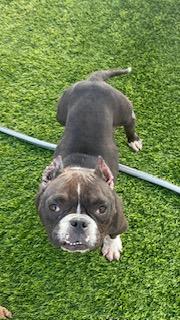 Tootsie, Adoptable, Adult Female English Bulldog & American Bulldog.