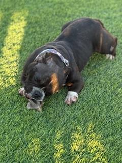 Enlarge Tootsie, a Adoptable mixed breed in Mesa, AZ image 3/6