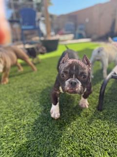 Enlarge Tootsie, a Adoptable mixed breed in Mesa, AZ image 4/6