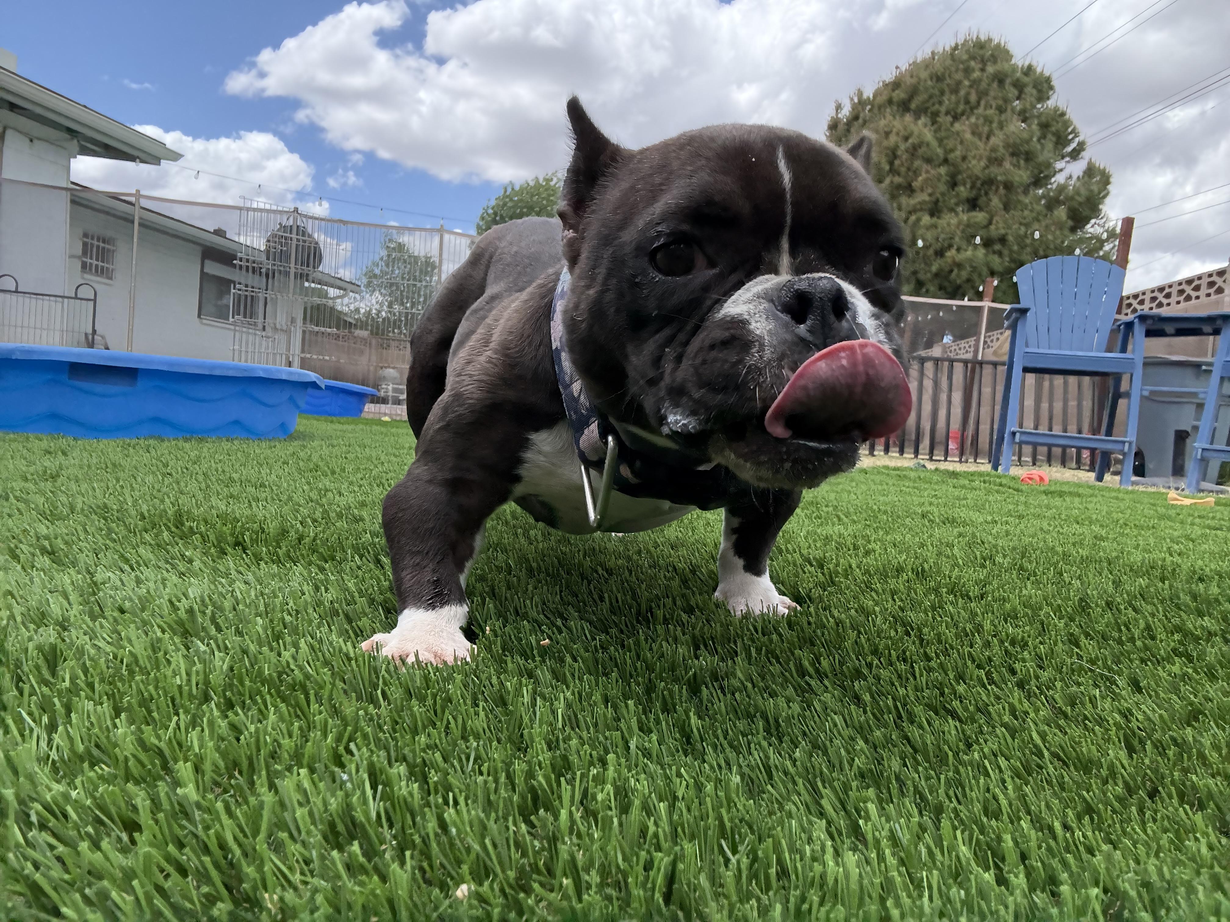 Tootsie, a Adoptable mixed breed in Mesa, AZ image 4/6