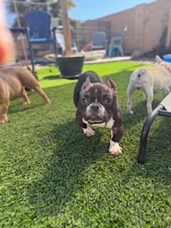 Enlarge Tootsie, a Adoptable mixed breed in Mesa, AZ image 5/6