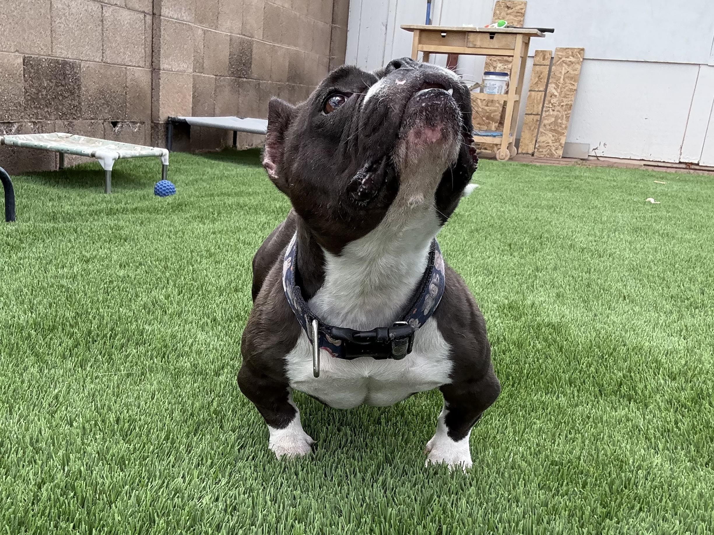 Tootsie, a Adoptable mixed breed in Mesa, AZ image 5/6