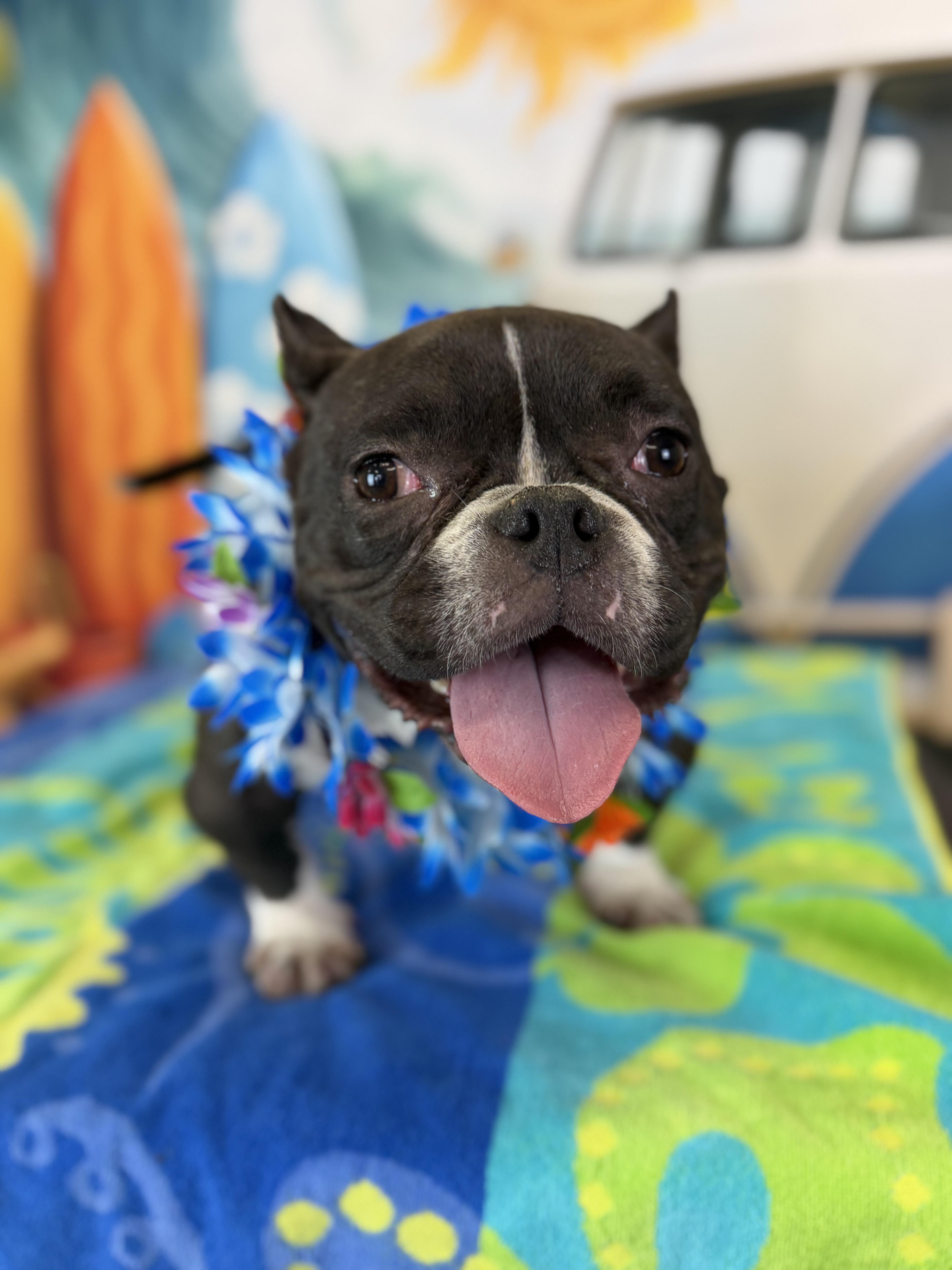 Tootsie, a Adoptable mixed breed in Mesa, AZ image 5/6