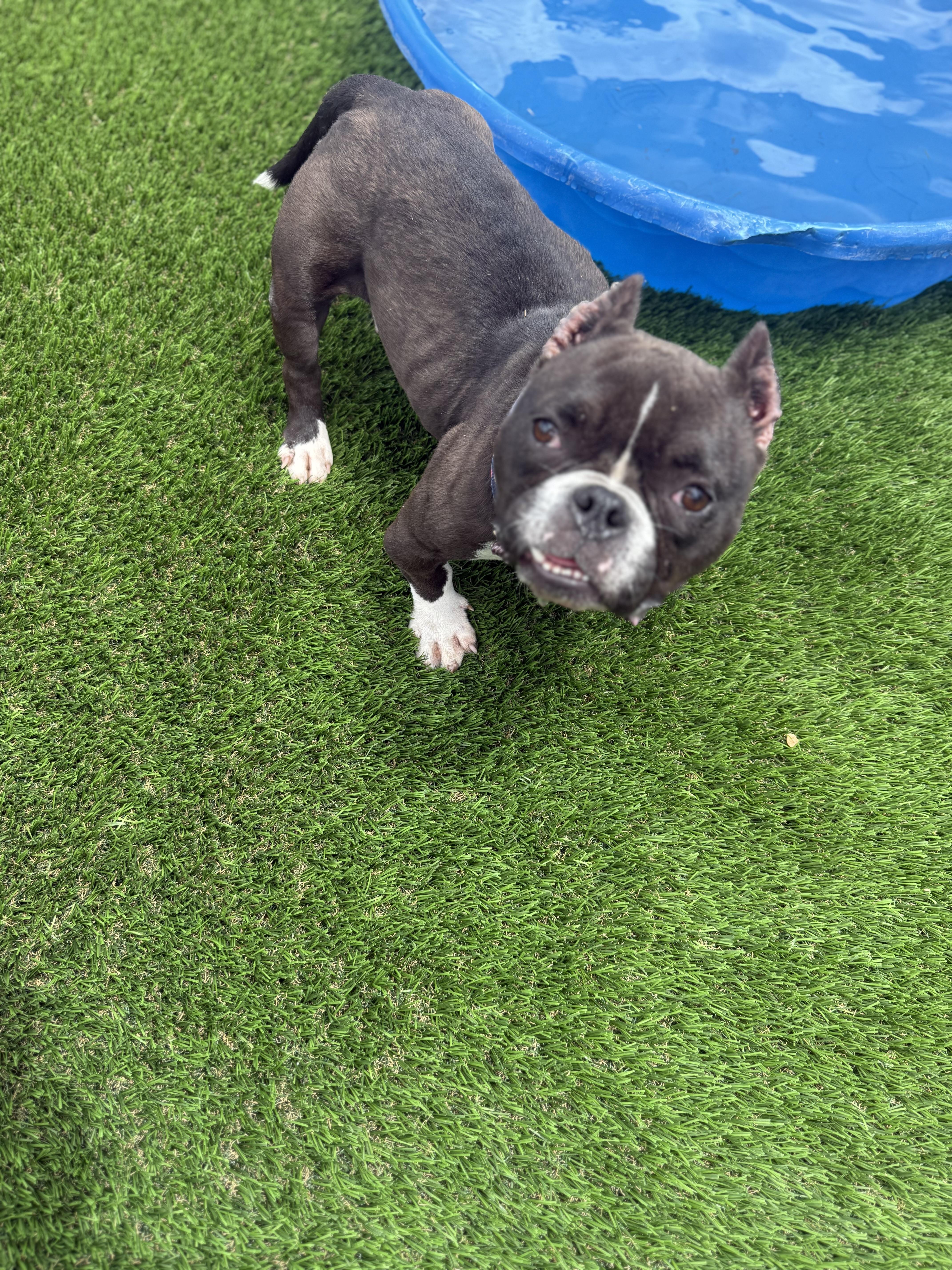 Tootsie, a Adoptable mixed breed in Mesa, AZ image 6/6