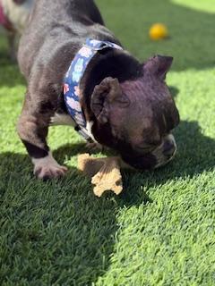 Enlarge Tootsie, a Adoptable mixed breed in Mesa, AZ image 6/6