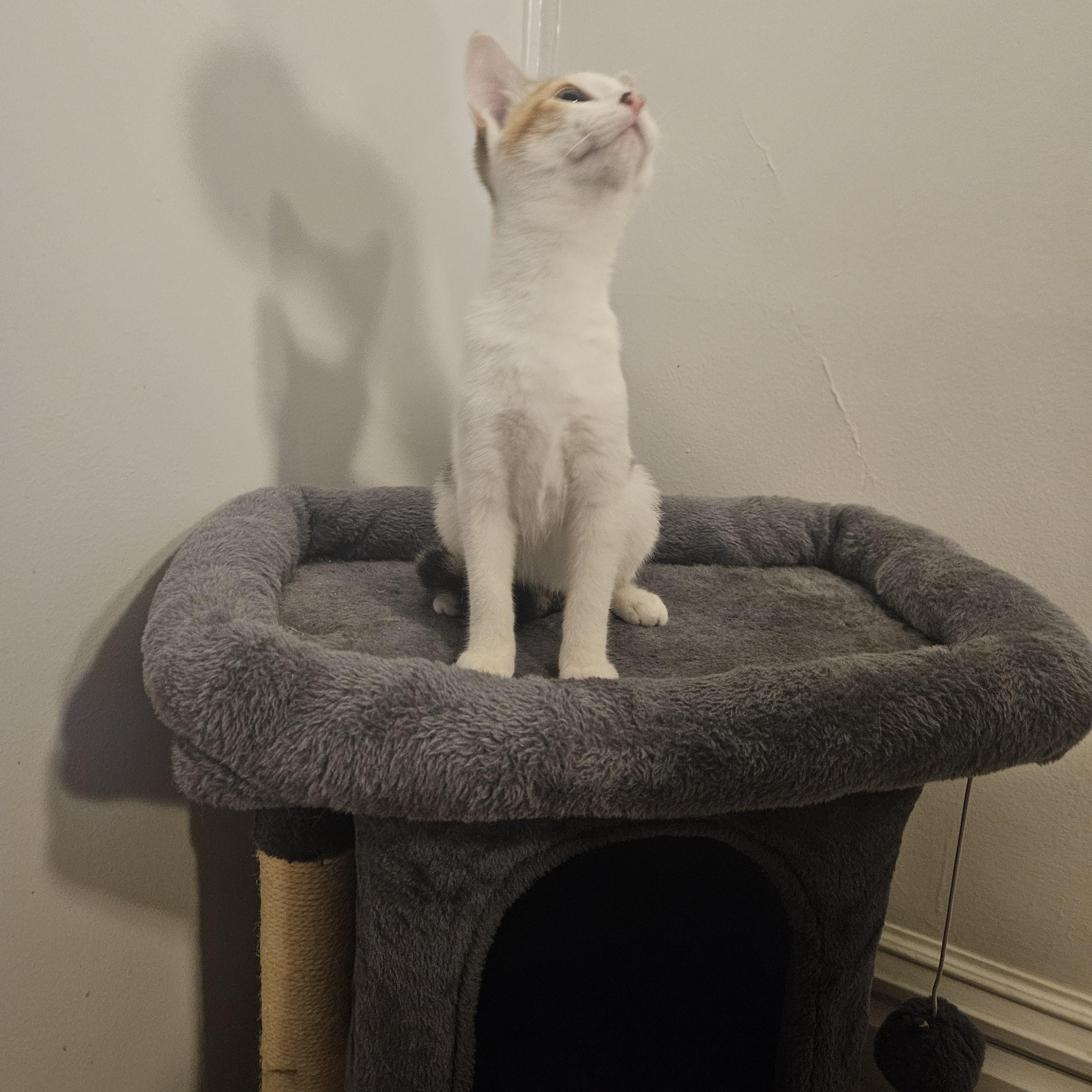 Enlarge Maisie, a Adopted Domestic Short Hair in Butler, PA image 2/3