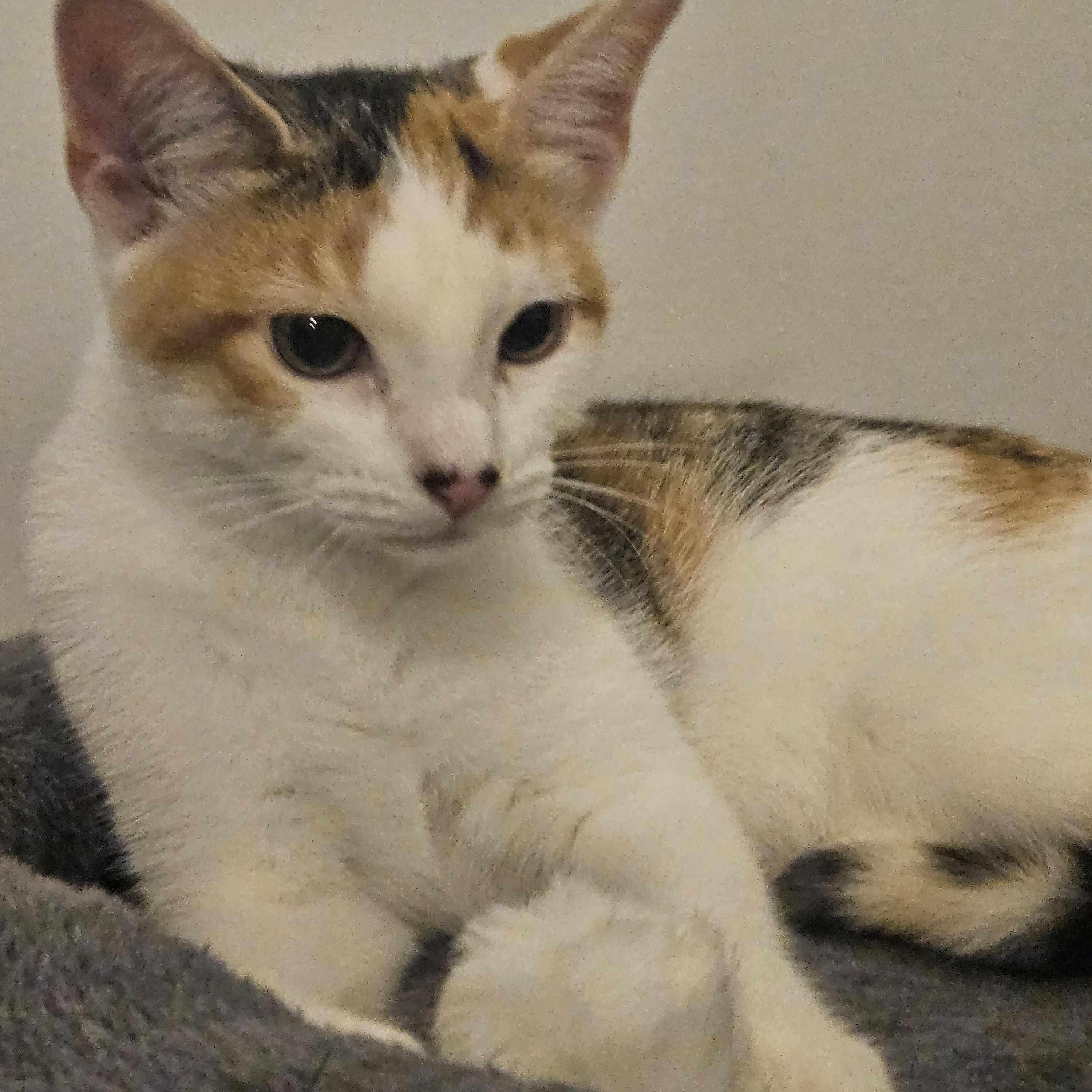 Enlarge Maisie, a Adopted Domestic Short Hair in Butler, PA image 1/3