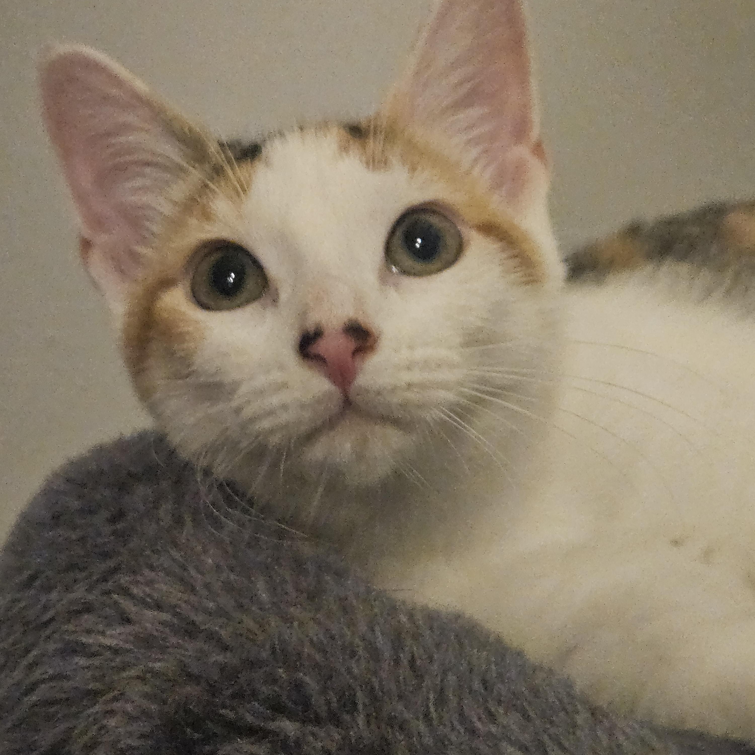 Enlarge Maisie, a Adopted Domestic Short Hair in Butler, PA image 3/3