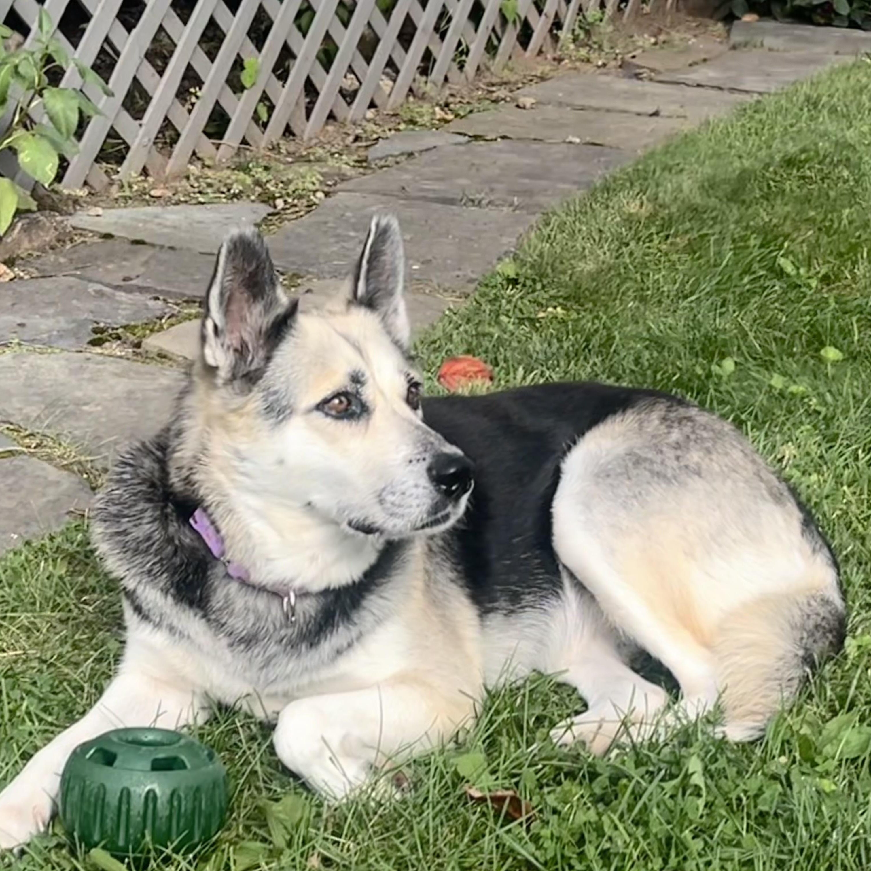 Enlarge Ms. Rachel, a Adopted mixed breed in Short Hills, NJ image 5/6
