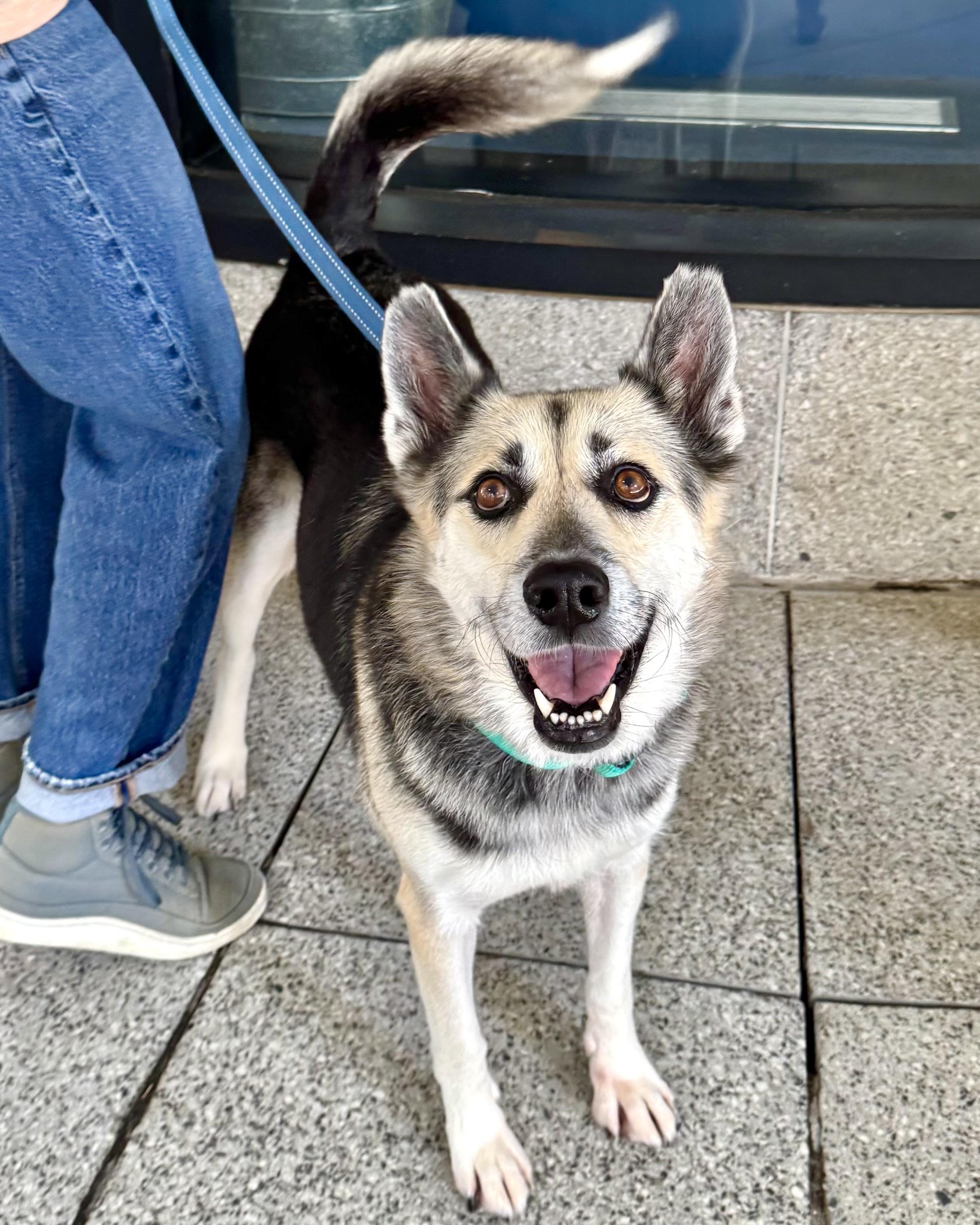Enlarge Ms. Rachel, a Adopted mixed breed in Short Hills, NJ image 2/6