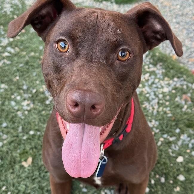 Enlarge Niall, a Adoptable mixed breed in San Diego, CA image 1/3