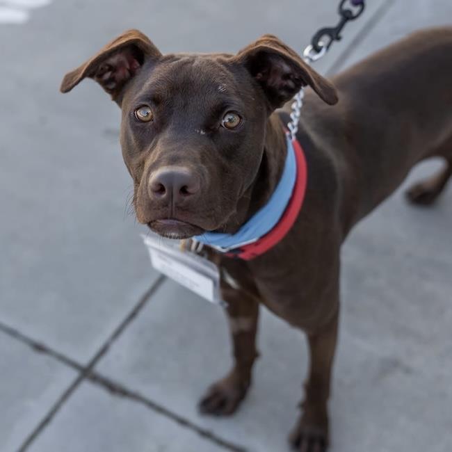 Enlarge Niall, a Adoptable mixed breed in San Diego, CA image 2/3