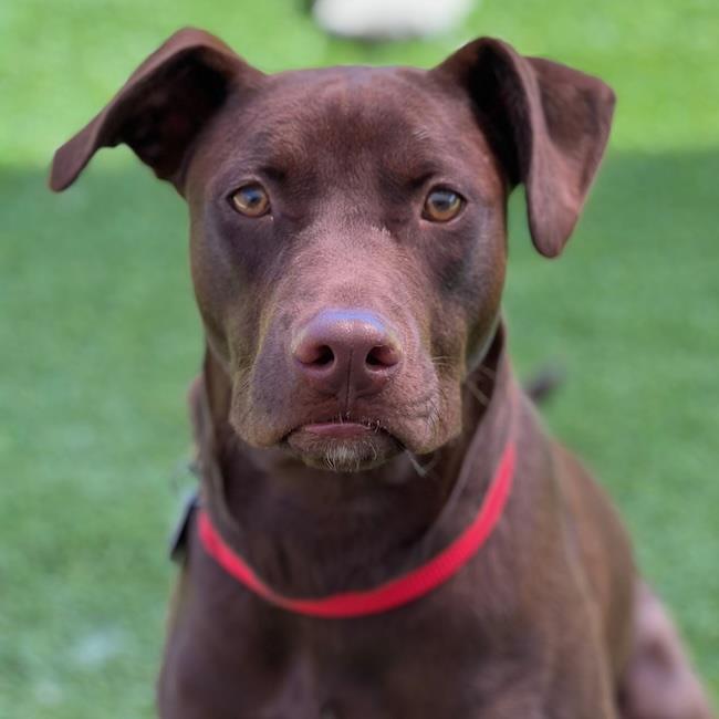 Enlarge Niall, a Adoptable mixed breed in San Diego, CA image 3/3