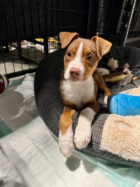 Kevin aka Vinny - Fostered in Omaha, a Adoptable mixed breed in Shawnee Mission, KS image 1/6