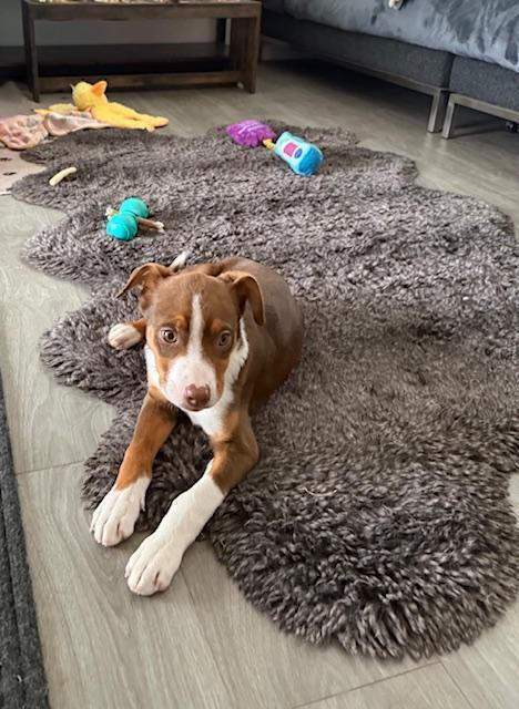 Kevin aka Vinny - Fostered in Omaha, a Adoptable mixed breed in Shawnee Mission, KS image 2/6