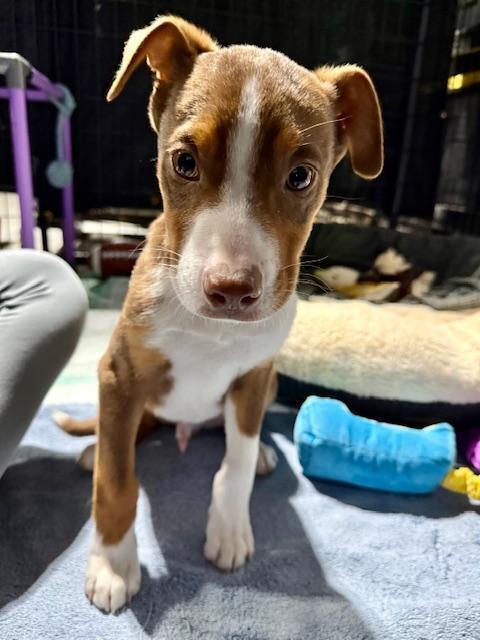 Kevin aka Vinny - Fostered in Omaha, a Adoptable mixed breed in Shawnee Mission, KS image 3/6