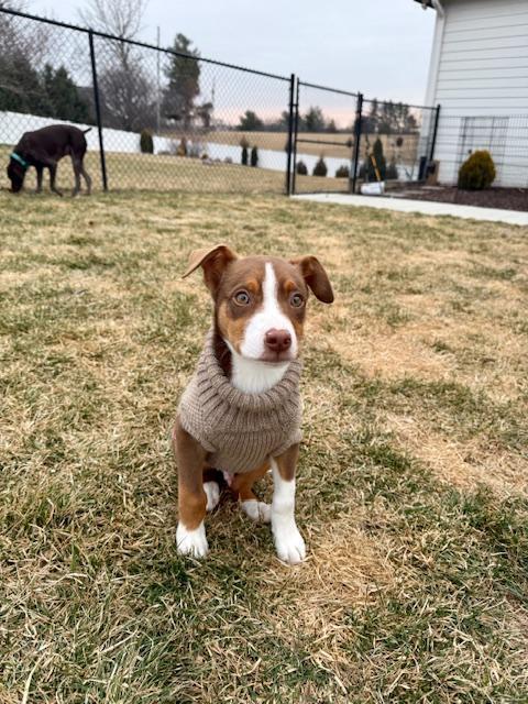 Kevin aka Vinny - Fostered in Omaha, a Adoptable mixed breed in Shawnee Mission, KS image 4/6