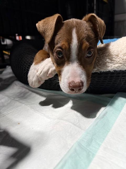 Kevin aka Vinny - Fostered in Omaha, a Adoptable mixed breed in Shawnee Mission, KS image 5/6