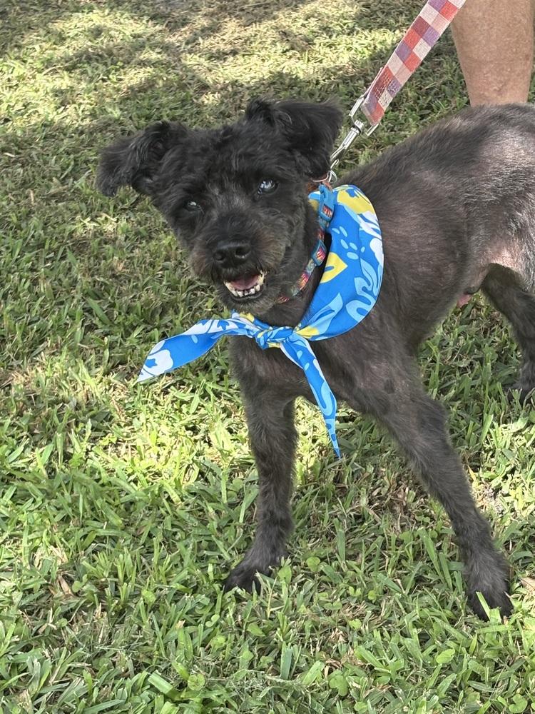 Mickey, Adoptable, Senior Male Schnauzer.